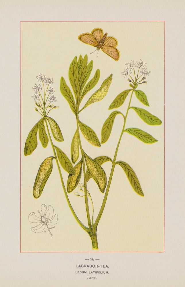 Wild Flowers of America 1894 Labrador Tea Canvas Art - Unknown (18 x 24)
