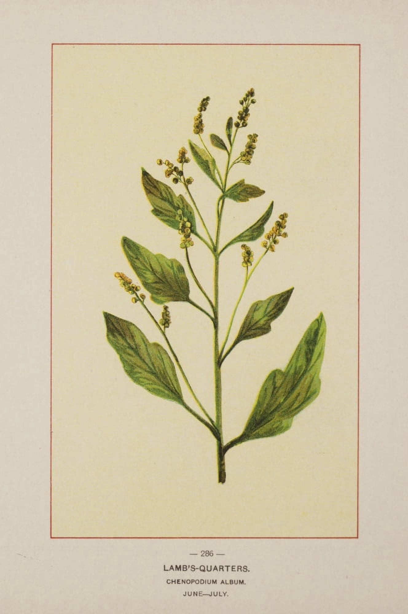Wild Flowers of America 1894 Lambs-Quarters Canvas Art - Unknown (18 x 24)