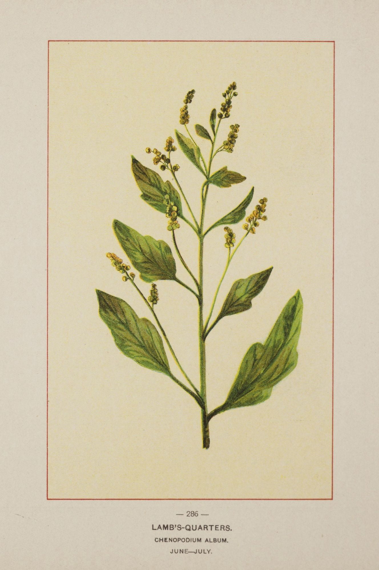 Wild Flowers of America 1894 Lambs-Quarters Canvas Art - Unknown (24 x 36)