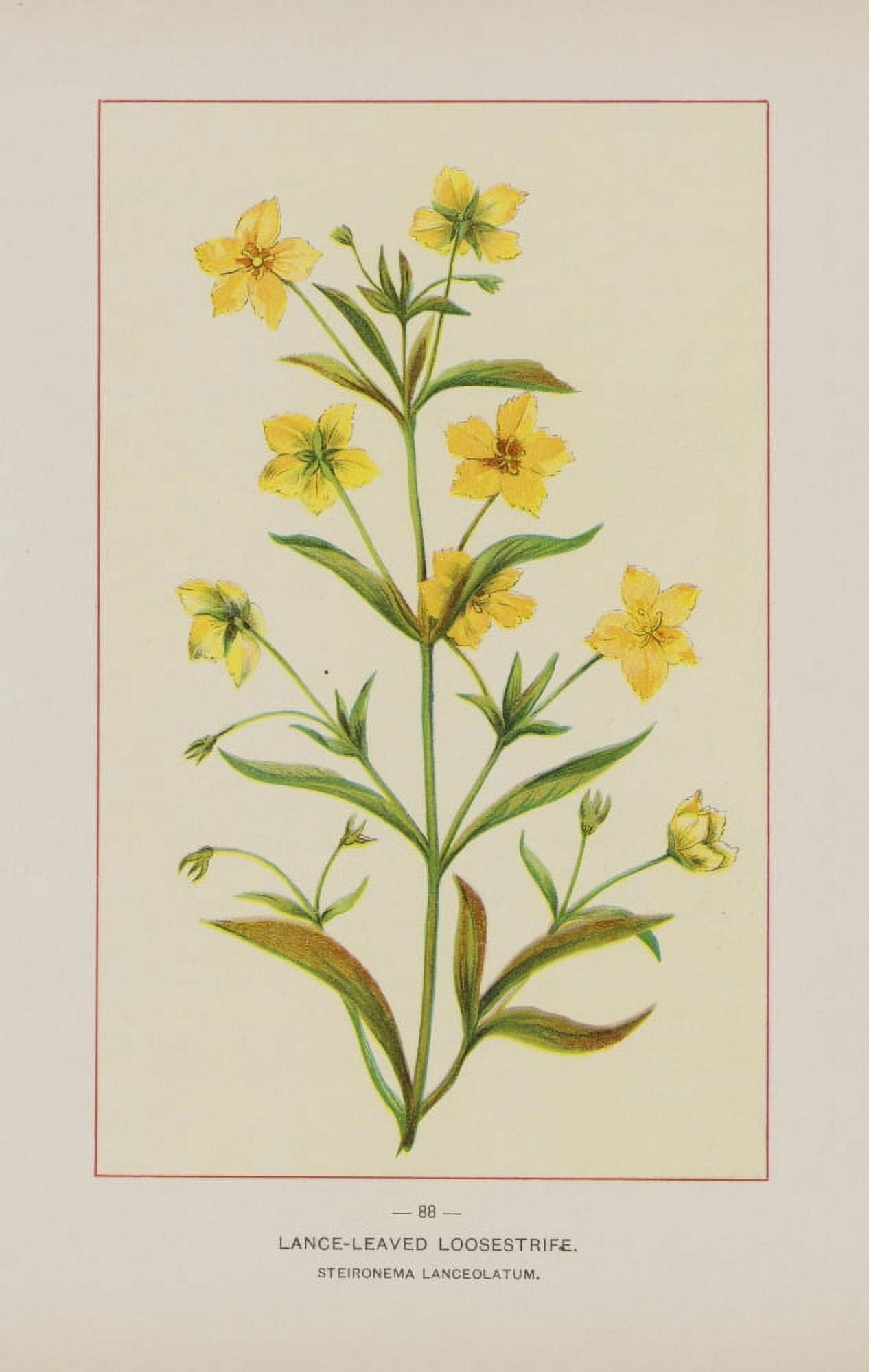 Wild Flowers of America 1894 Lance-leaved Loosestrife Canvas Art - Unknown (18 x 24)