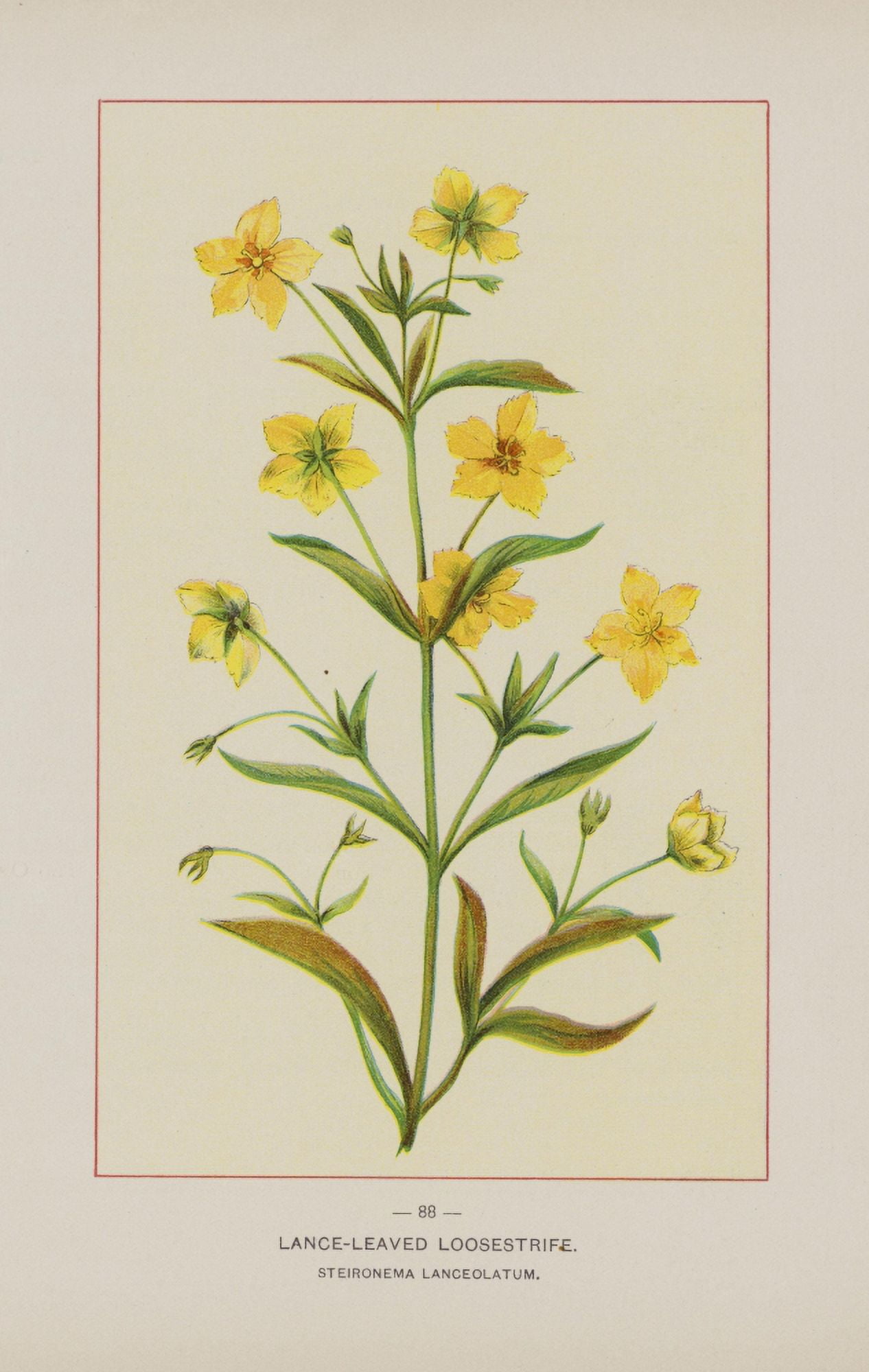 Wild Flowers of America 1894 Lance-leaved Loosestrife Canvas Art - Unknown (24 x 36)