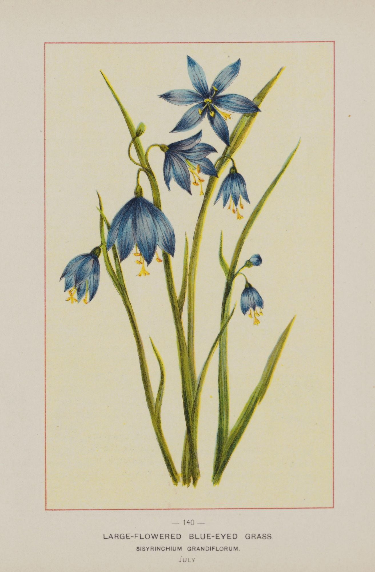 Wild Flowers of America 1894 Large Blue-eyed Grass Canvas Art - Unknown (24 x 36)