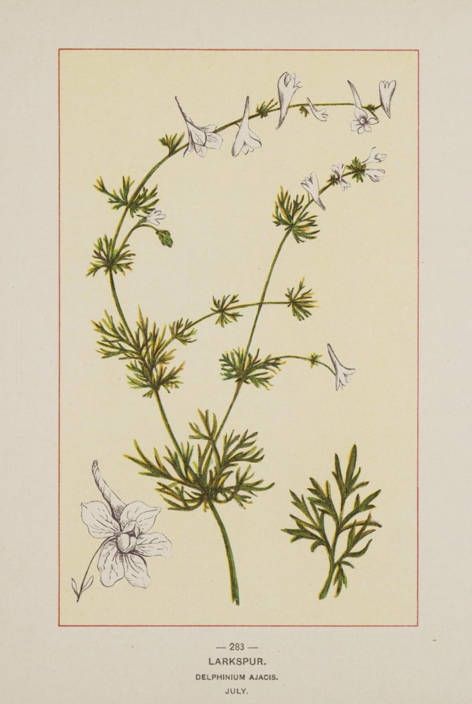 Wild Flowers of America 1894 Larkspur Canvas Art - Unknown (18 x 24)
