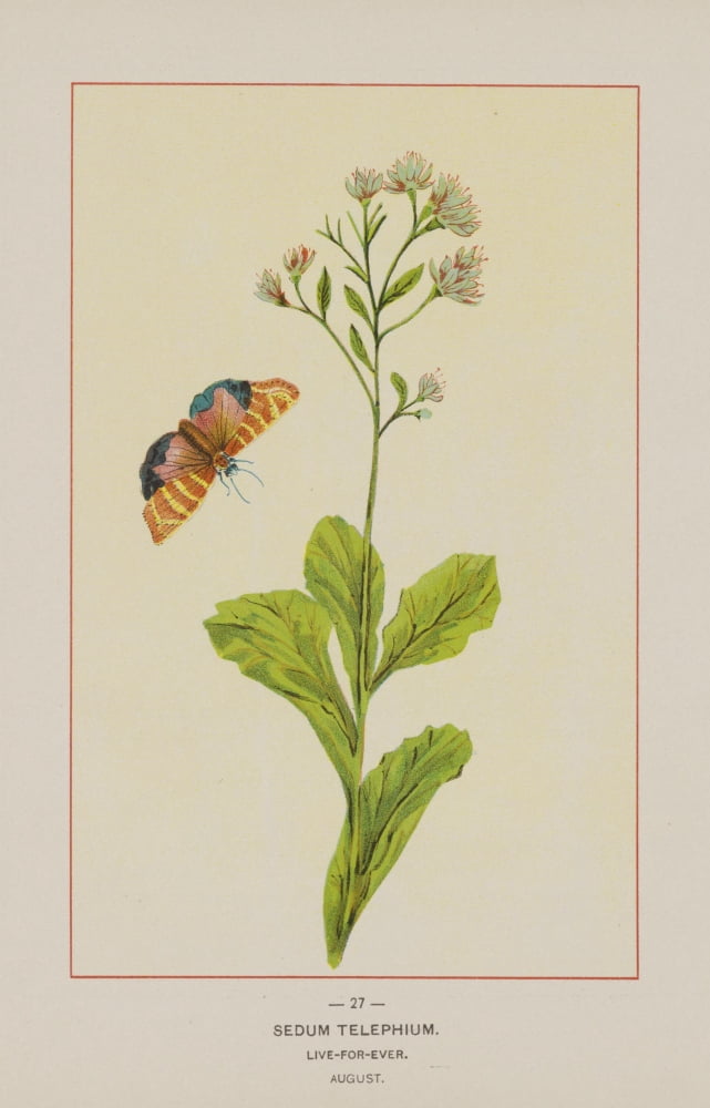 Wild Flowers of America 1894 Live-for-ever Canvas Art - Unknown (18 x 24)