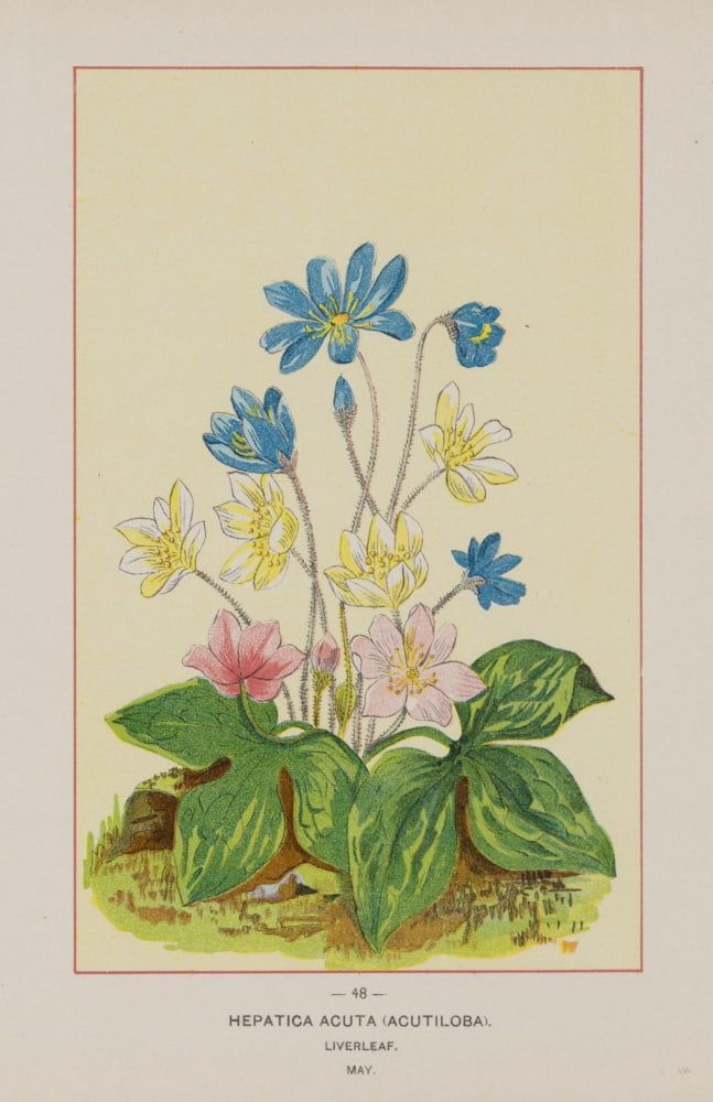 Wild Flowers of America 1894 Liverleaf Canvas Art - Unknown (18 x 24)