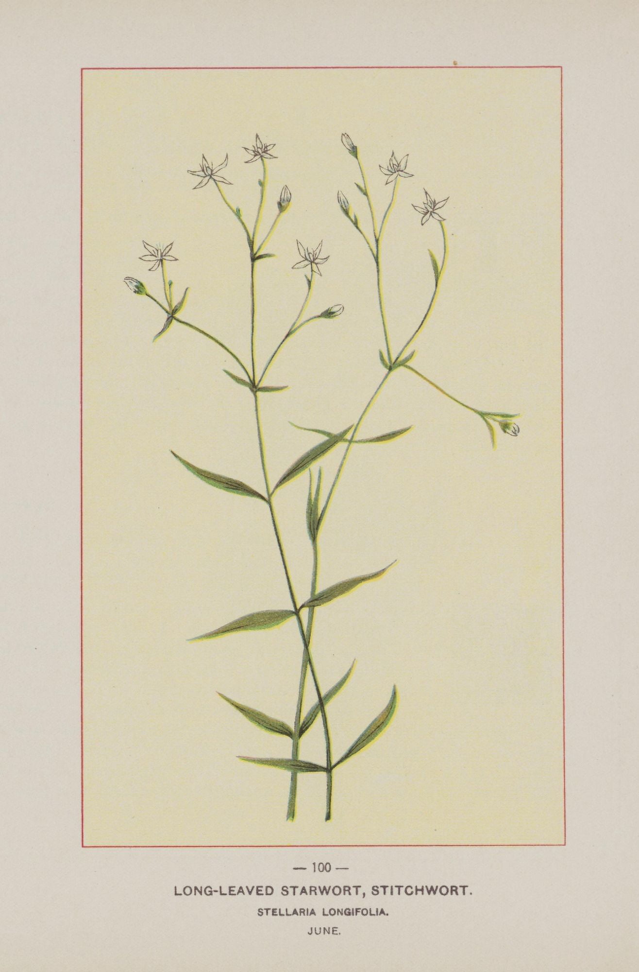Wild Flowers of America 1894 Long-leaved Starwort Canvas Art - Unknown (18 x 24)