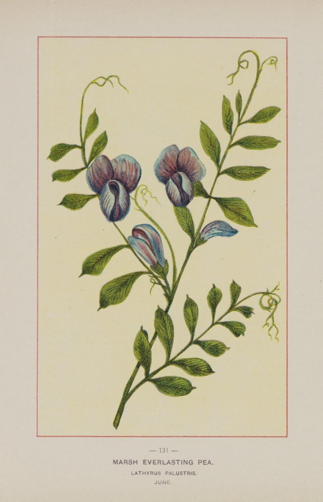 Wild Flowers of America 1894 Marsh Everlasting Pea Canvas Art - Unknown (18 x 24)