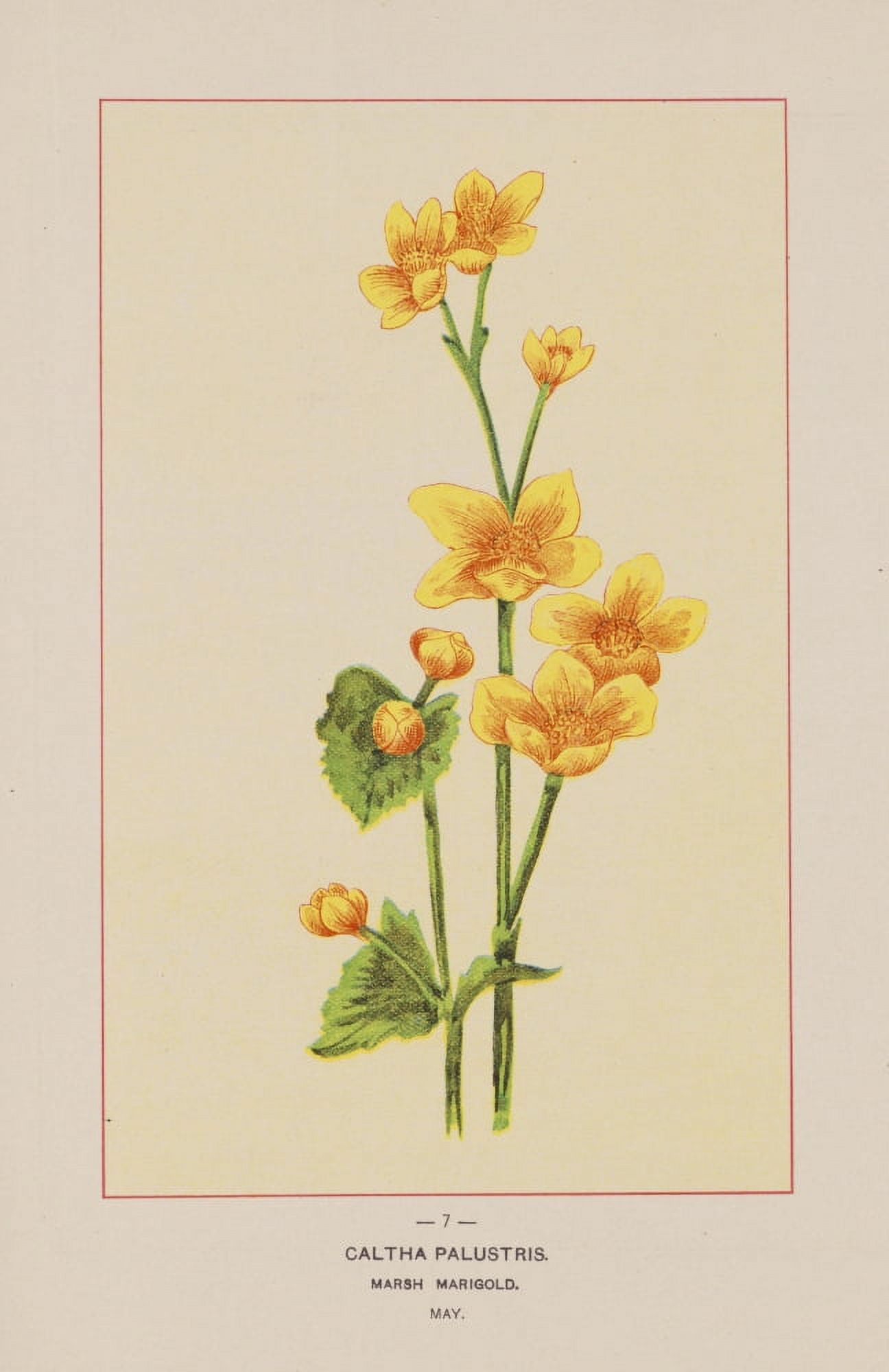 Wild Flowers of America 1894 Marsh Marigold Canvas Art - Unknown (18 x 24)