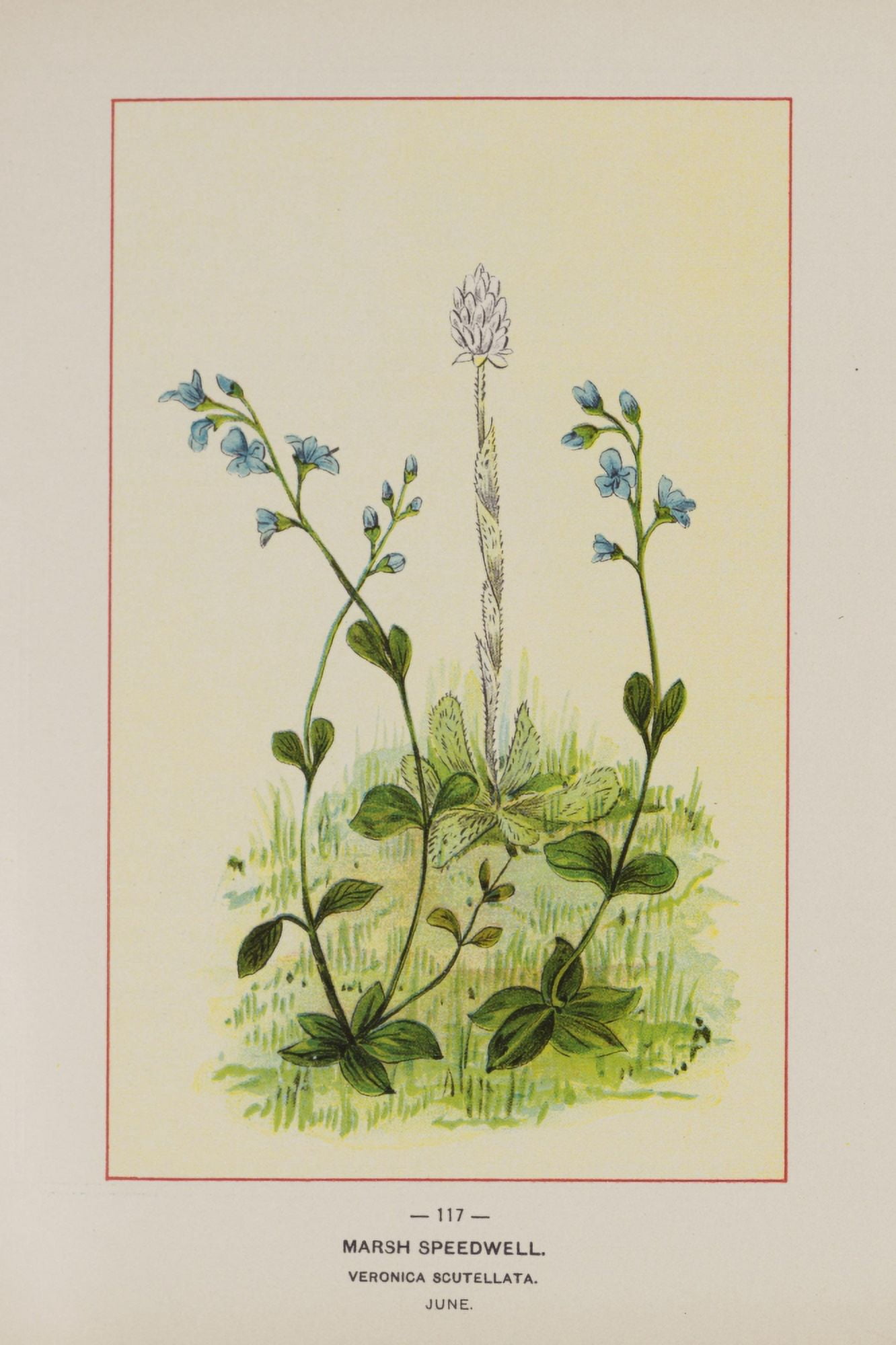 Wild Flowers of America 1894 Marsh Speedwell Canvas Art - Unknown (18 x 24)