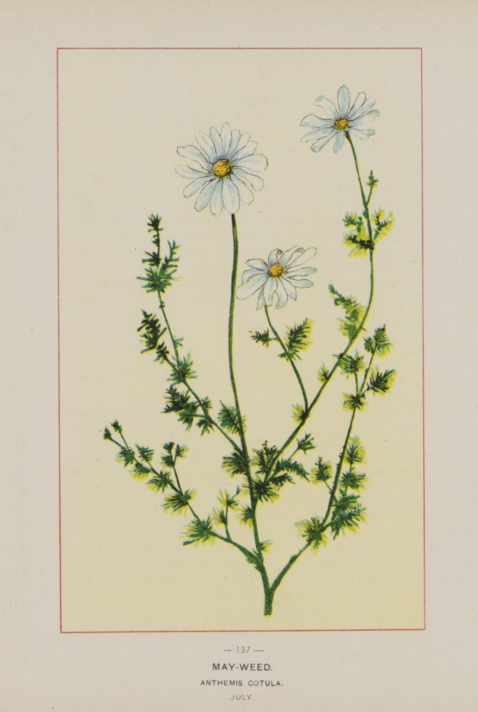 Wild Flowers of America 1894 May-weed Canvas Art - Unknown (18 x 24)