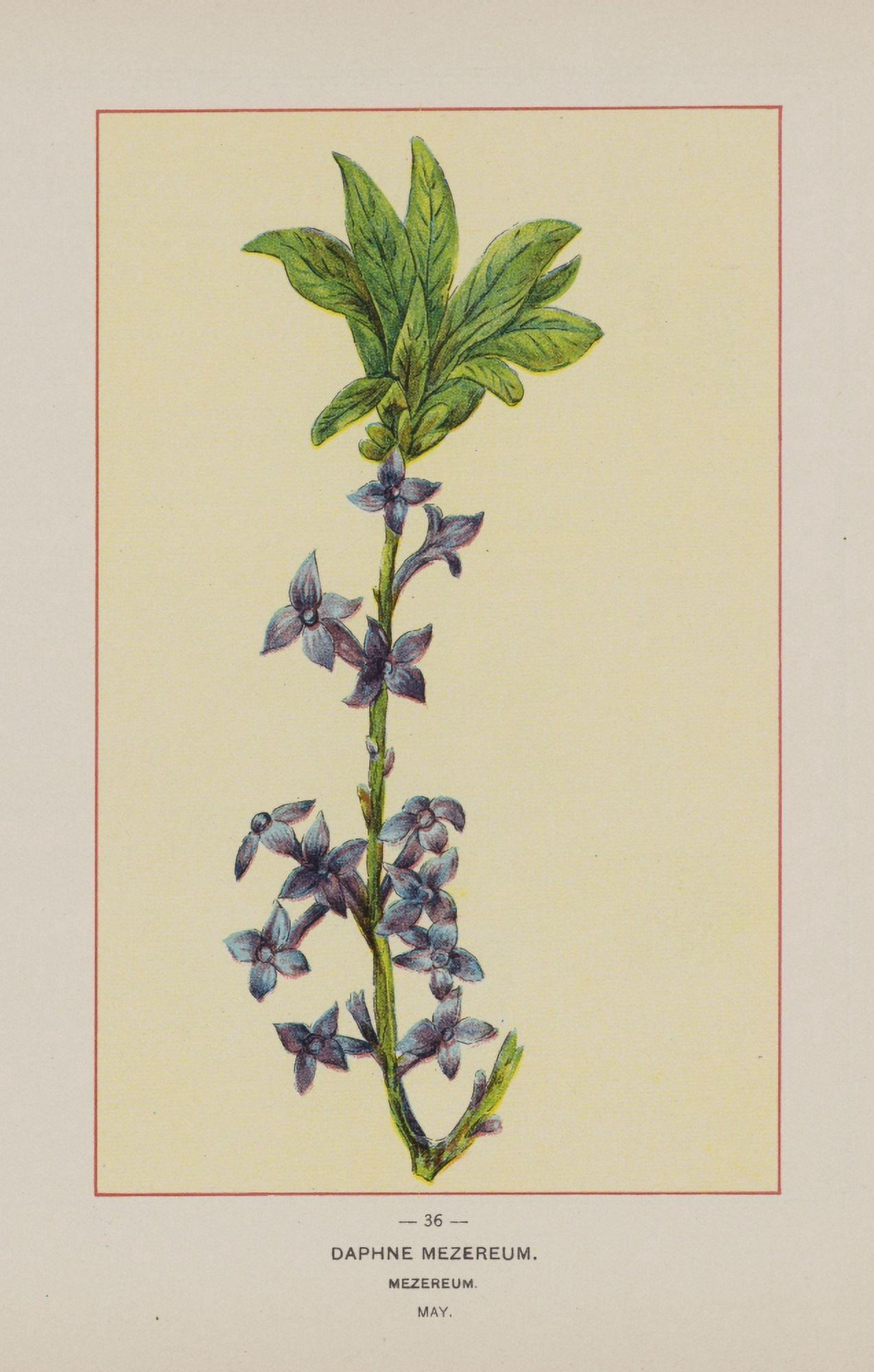Wild Flowers of America 1894 Mezereum Canvas Art - Unknown (18 x 24)
