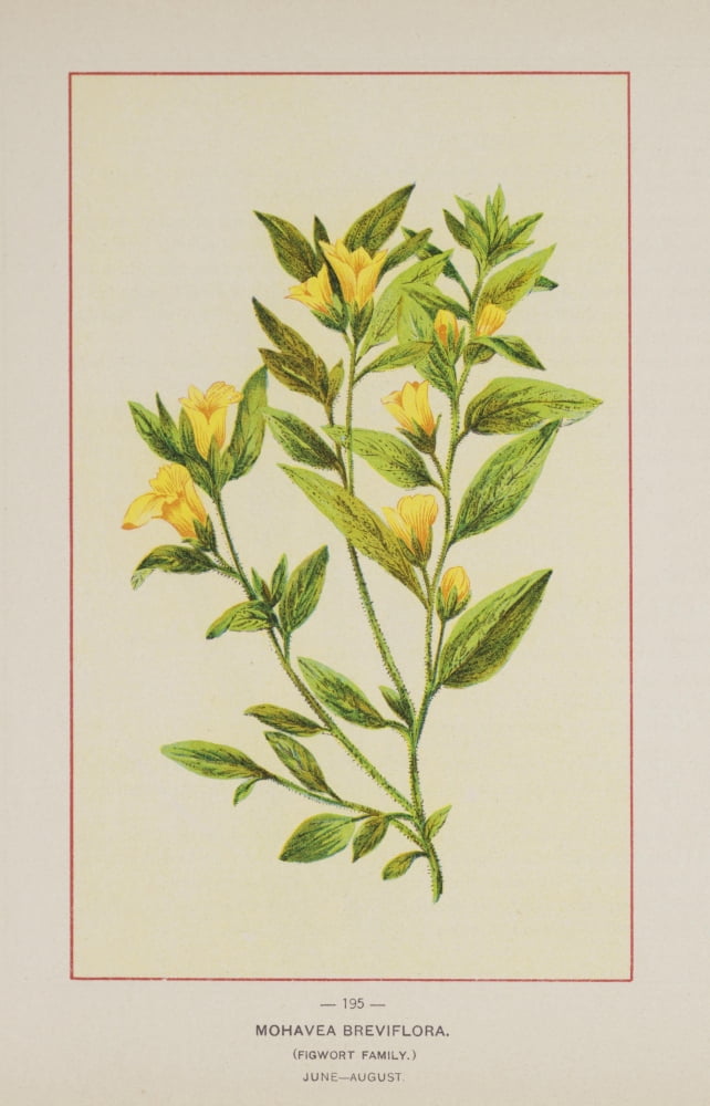 Wild Flowers of America 1894 Mohavea Breviflora Canvas Art - Unknown (18 x 24)