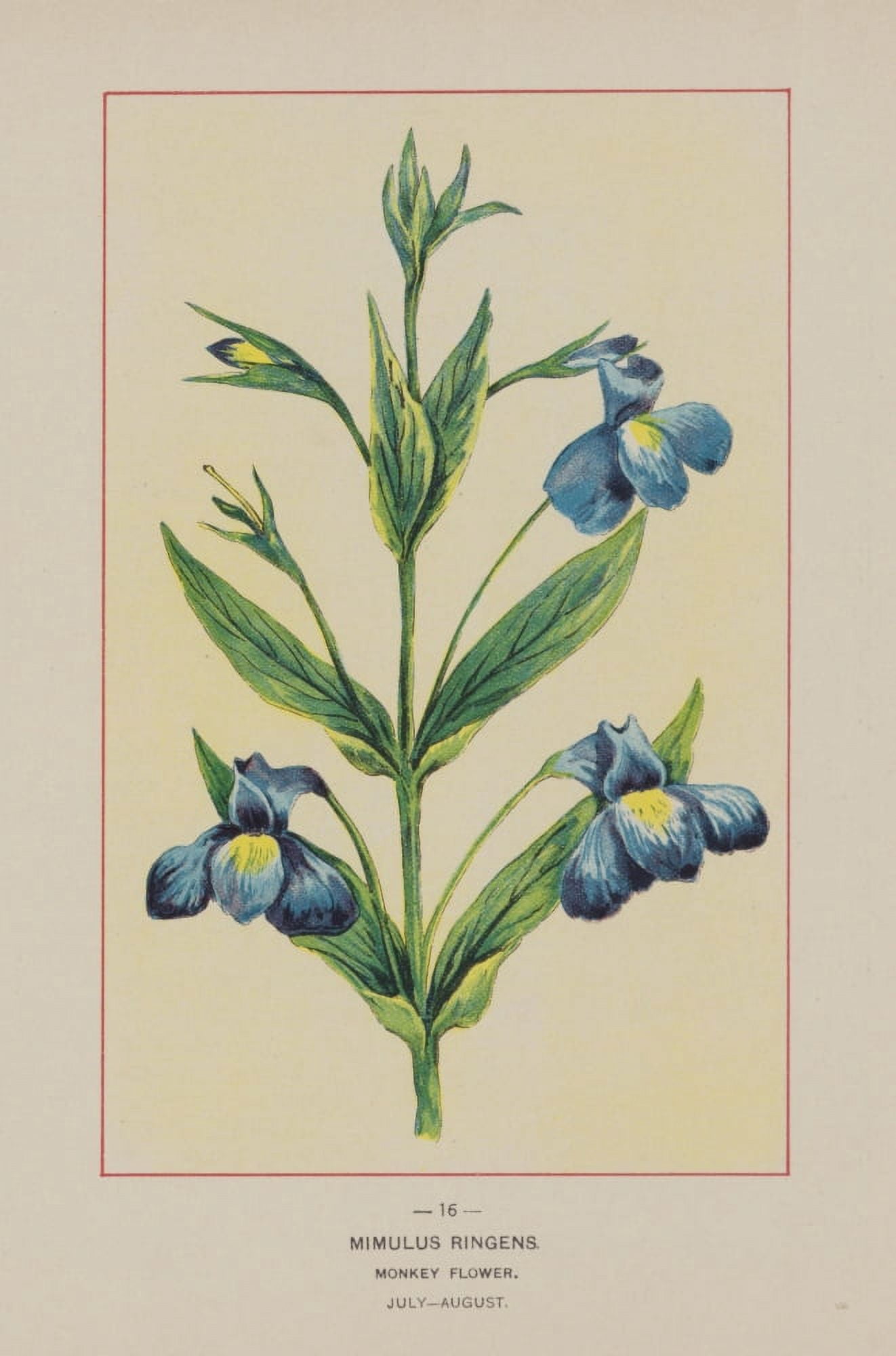 Wild Flowers of America 1894 Monkey Flower Canvas Art - Unknown (18 x 24)