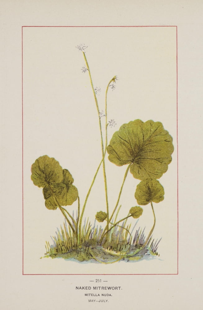 Wild Flowers of America 1894 Naked Mitrewort Canvas Art - Unknown (18 x 24)