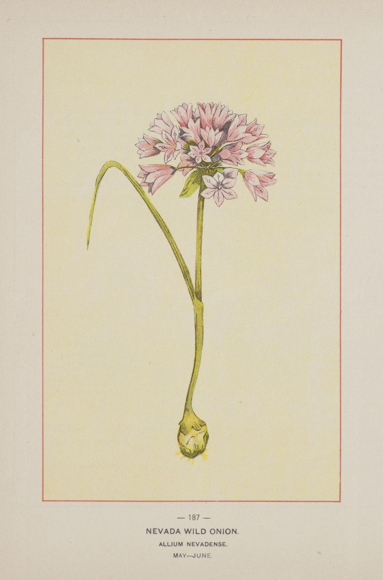 Wild Flowers of America 1894 Nevada Wild Onion Canvas Art - Unknown (18 x 24)
