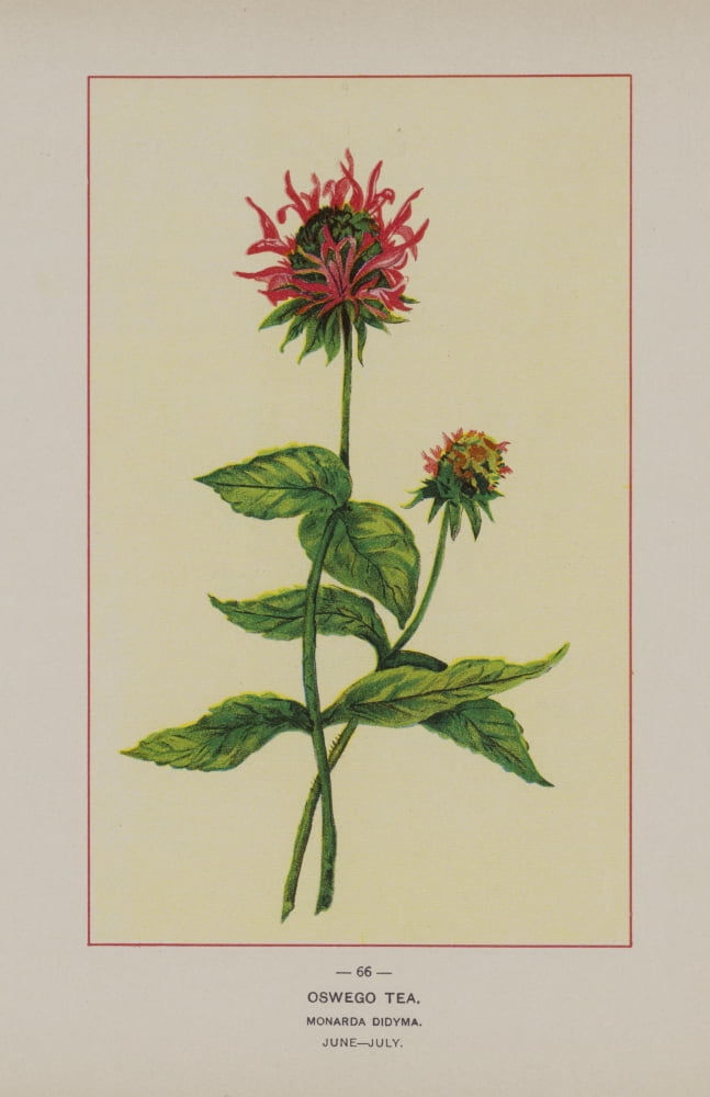 Wild Flowers of America 1894 Oswego Tea Canvas Art - Unknown (18 x 24)