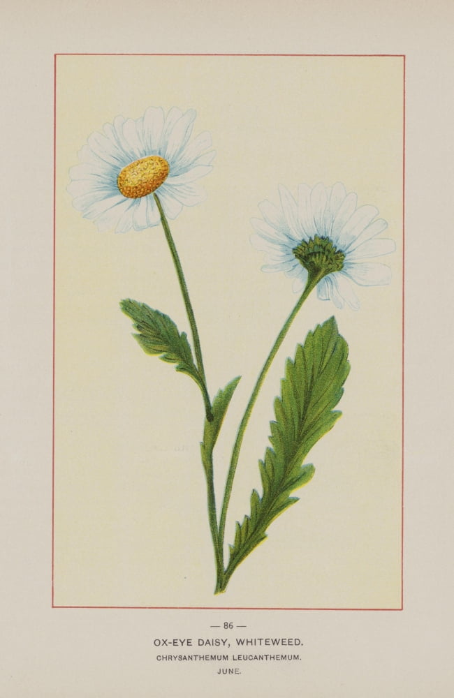 Wild Flowers of America 1894 Ox-eye Daisy Canvas Art - Unknown (18 x 24)