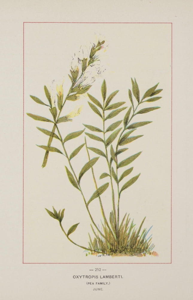 Wild Flowers of America 1894 Oxytropis Lamberti Canvas Art - Unknown (18 x 24)