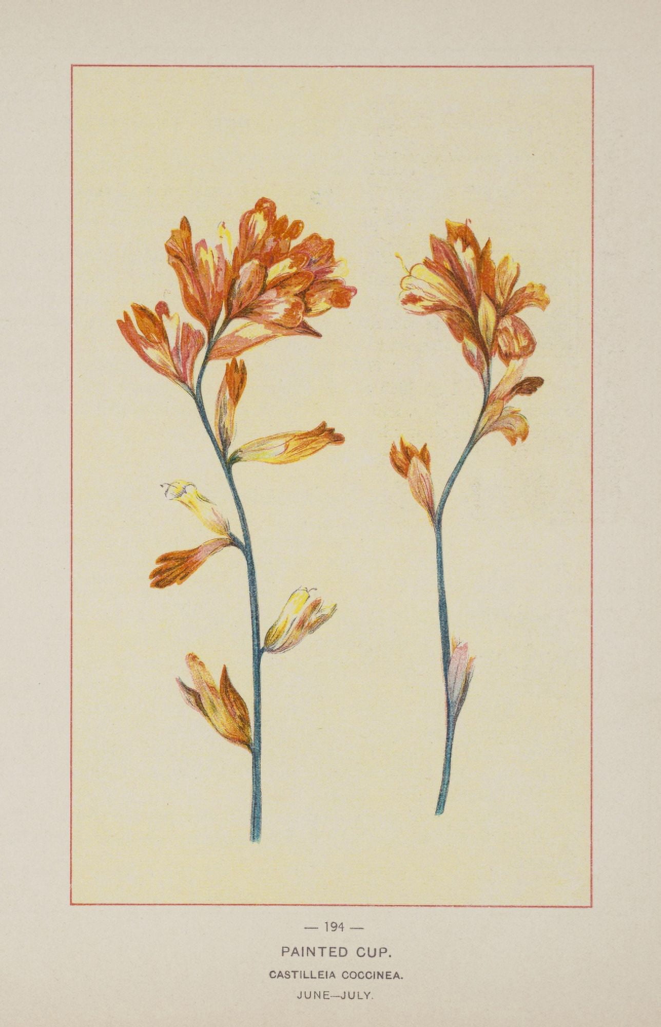Wild Flowers of America 1894 Painted Cup Canvas Art - Unknown (18 x 24)