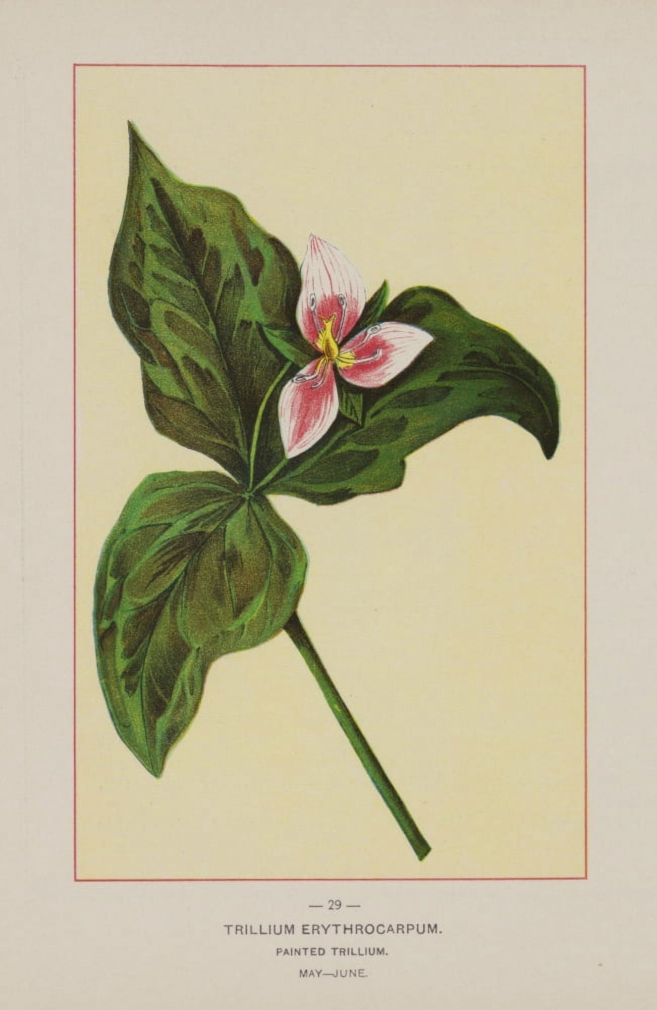 Wild Flowers of America 1894 Painted Trillium Canvas Art - Unknown (18 x 24)