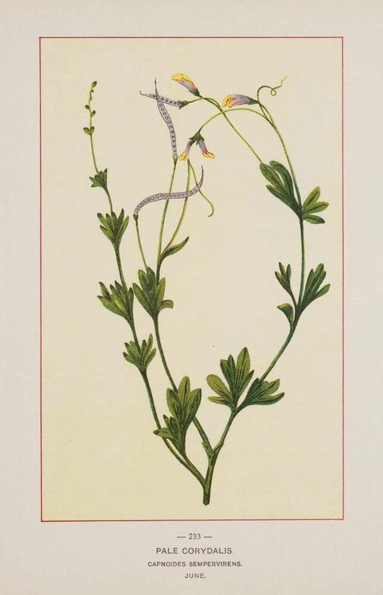 Wild Flowers of America 1894 Pale Corydalis Canvas Art - Unknown (18 x 24)