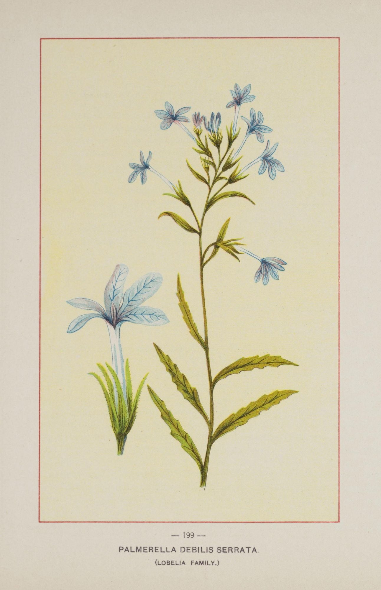 Wild Flowers of America 1894 Palmerella Debilis Serrata Canvas Art - Unknown (18 x 24)