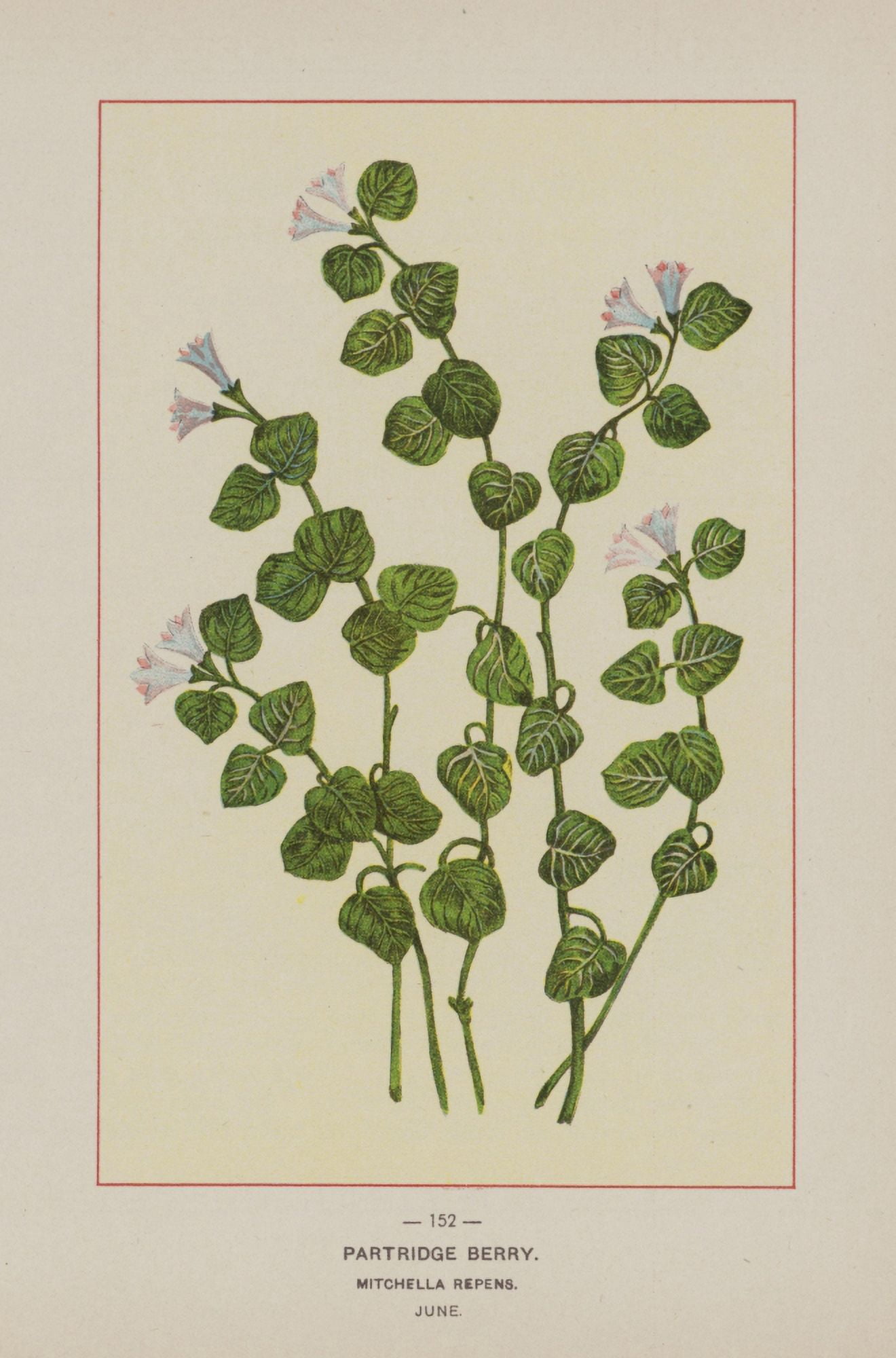 Wild Flowers of America 1894 Partridge Berry Canvas Art - Unknown (18 x 24)
