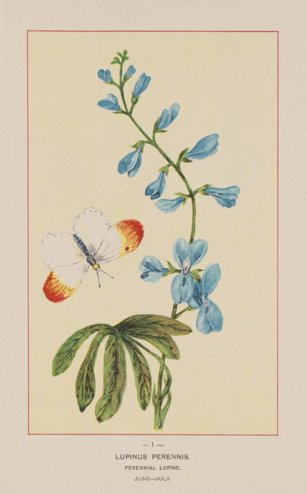 Wild Flowers of America 1894 Perennial Lupine Canvas Art - Unknown (18 x 24)