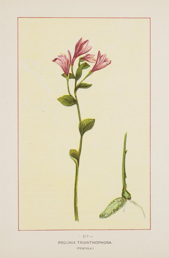 Wild Flowers of America 1894 Pogonia Trianthophora Canvas Art - Unknown (18 x 24)