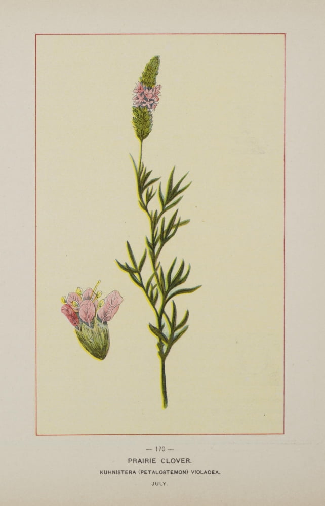 Wild Flowers of America 1894 Prairie Clover Canvas Art - Unknown (18 x 24)