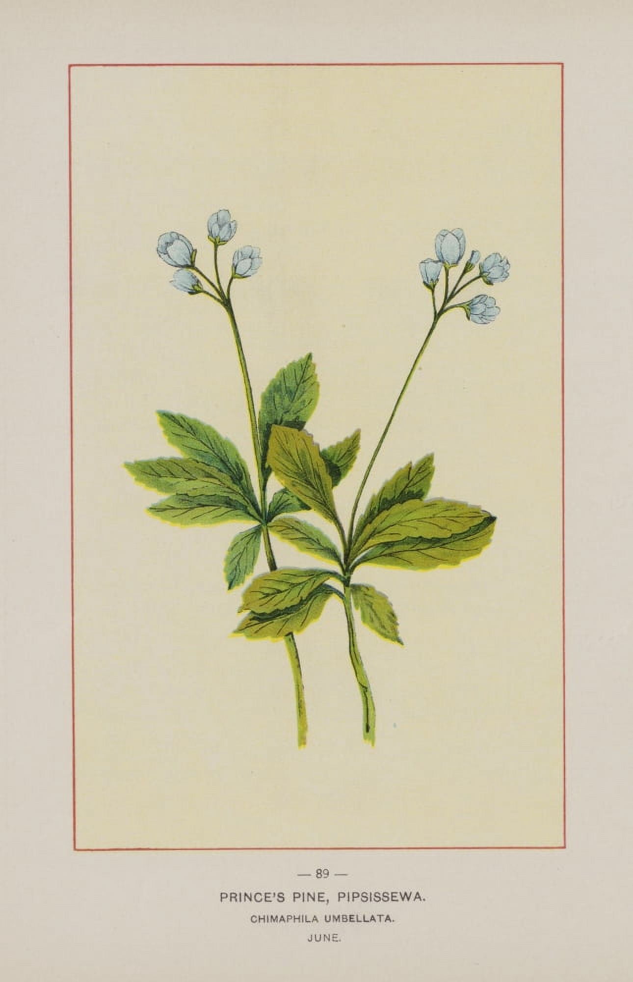 Wild Flowers of America 1894 Princes Pine Canvas Art - Unknown (18 x 24)
