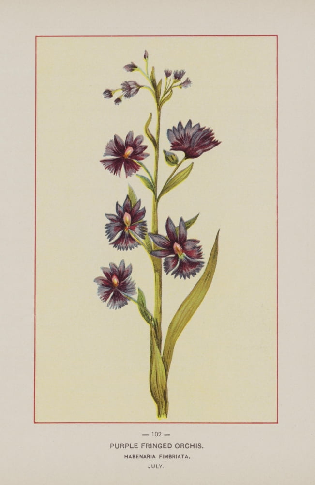 Wild Flowers of America 1894 Purple Fringed Orchis Canvas Art - Unknown (18 x 24)