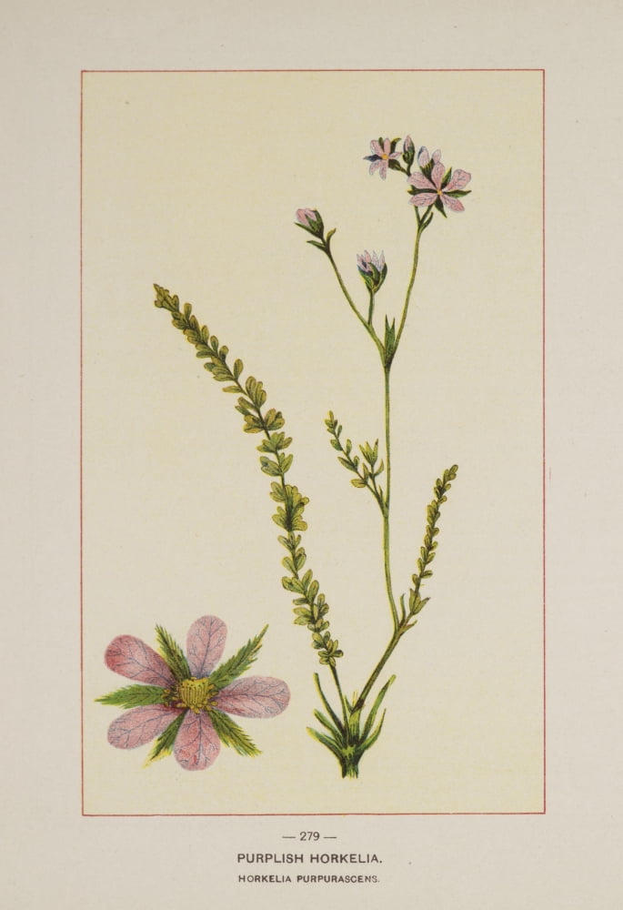 Wild Flowers of America 1894 Purplish Horkelia Canvas Art - Unknown (18 x 24)