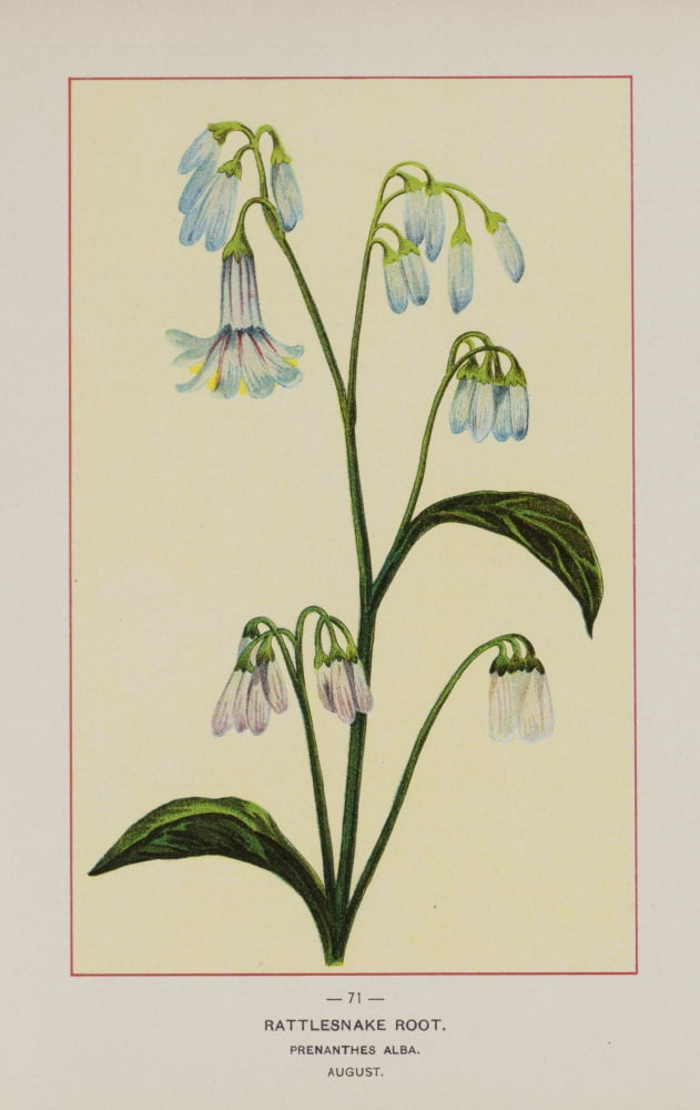 Wild Flowers of America 1894 Rattlesnake Root Canvas Art - Unknown (18 x 24)