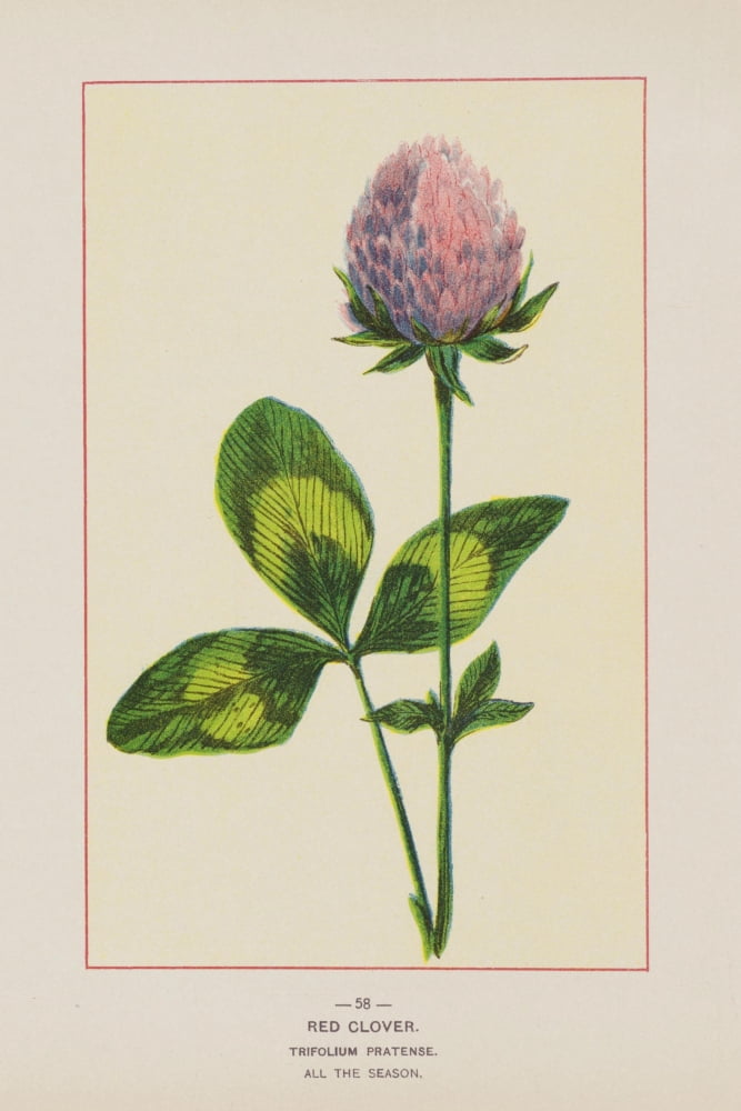 Wild Flowers of America 1894 Red Clover Canvas Art - Unknown (18 x 24)