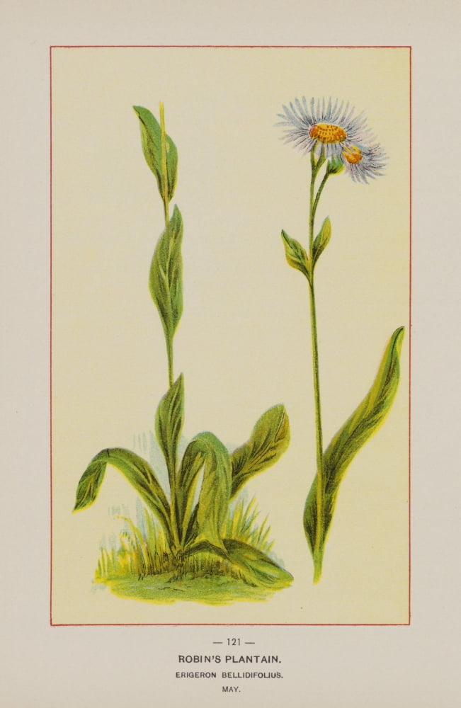 Wild Flowers of America 1894 Robins Plantain Canvas Art - Unknown (18 x 24)