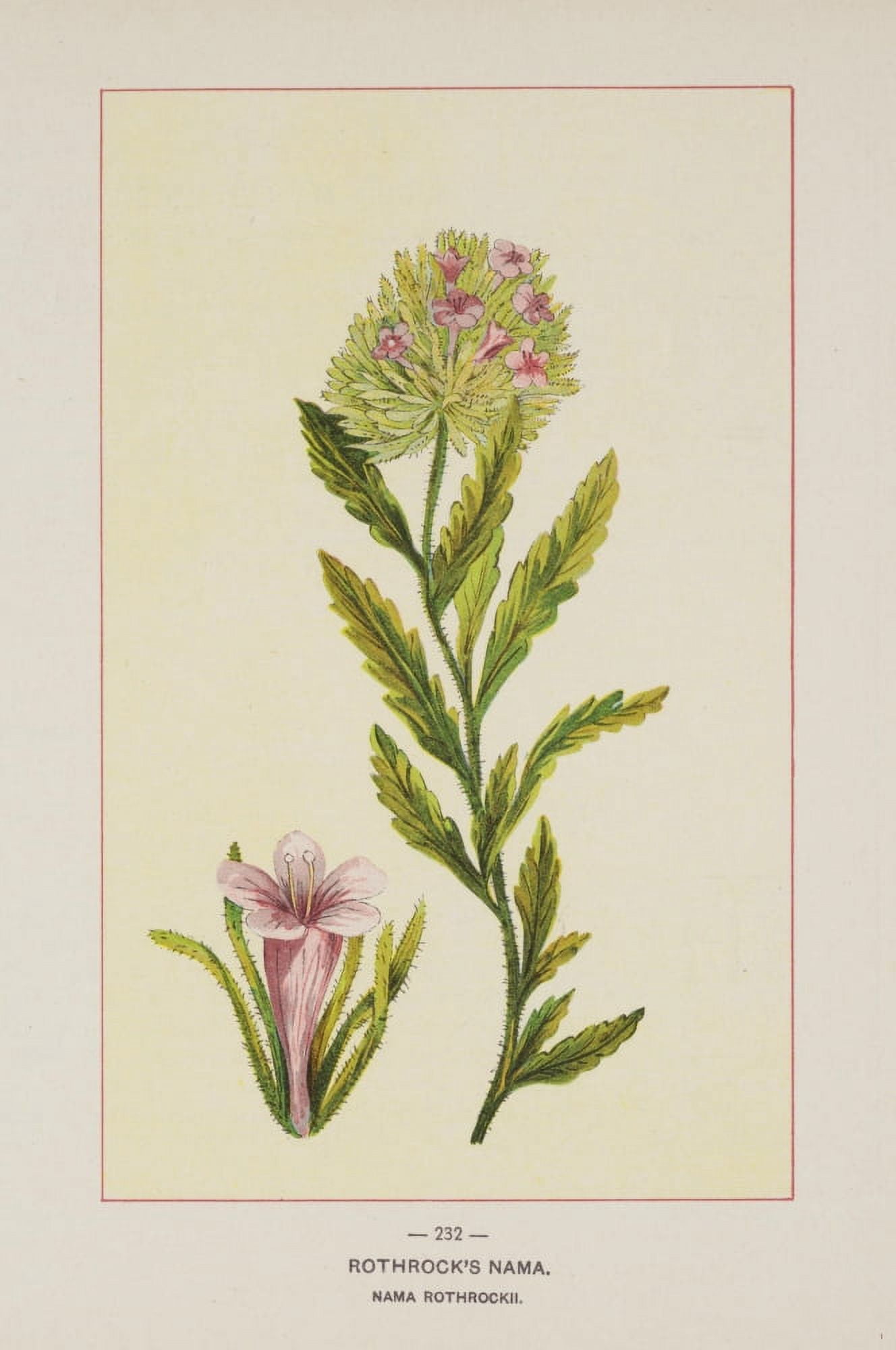 Wild Flowers of America 1894 Rothrocks Nama Canvas Art - Unknown (18 x 24)