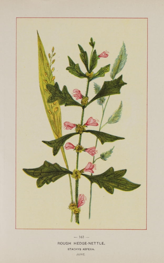 Wild Flowers of America 1894 Rough Hedge-nettle Canvas Art - Unknown (18 x 24)