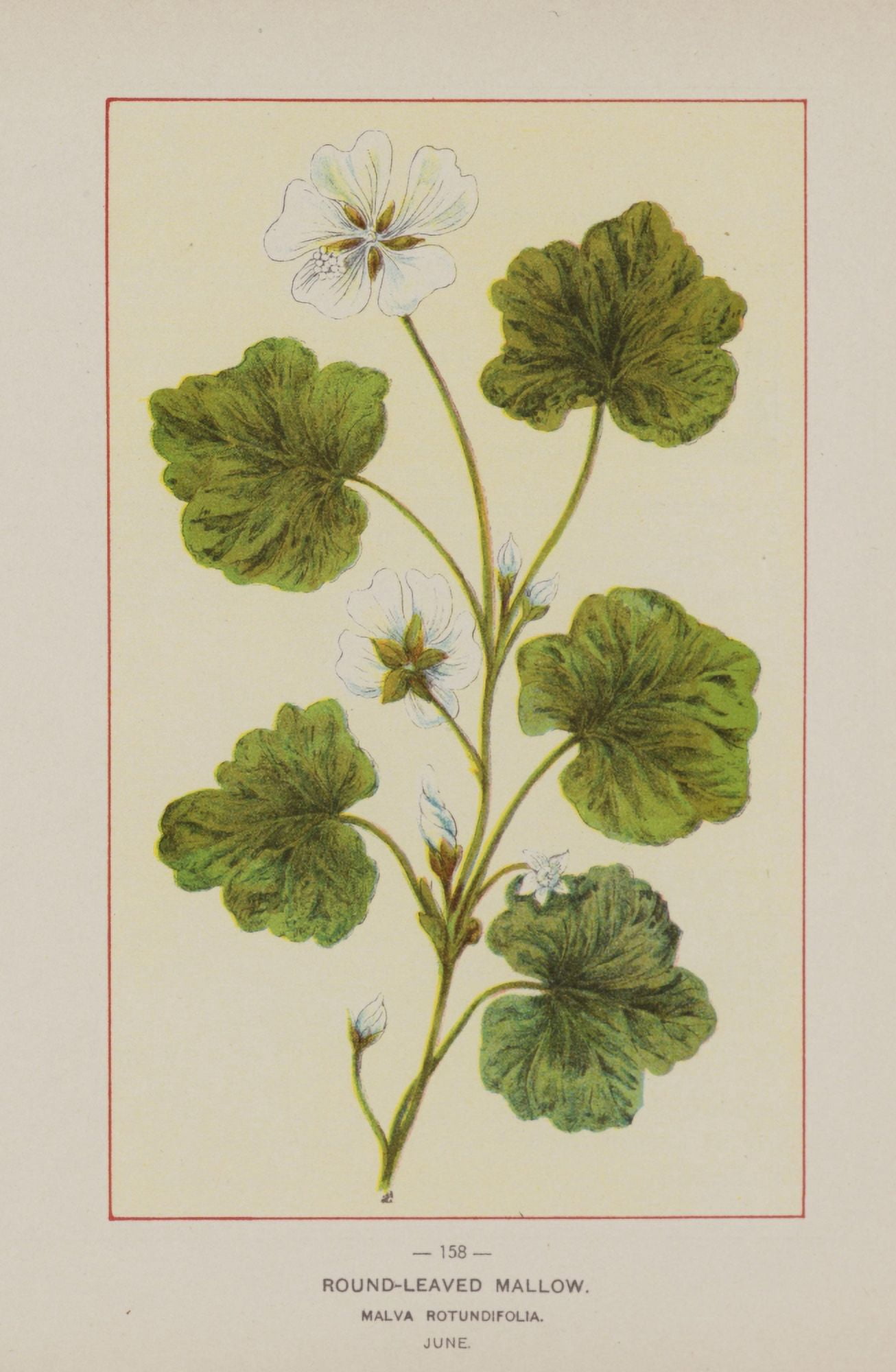Wild Flowers of America 1894 Round-leaved Mallow Canvas Art - Unknown (18 x 24)