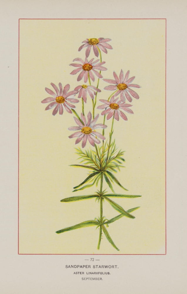 Wild Flowers of America 1894 Sandpaper Starwort Canvas Art - Unknown (18 x 24)