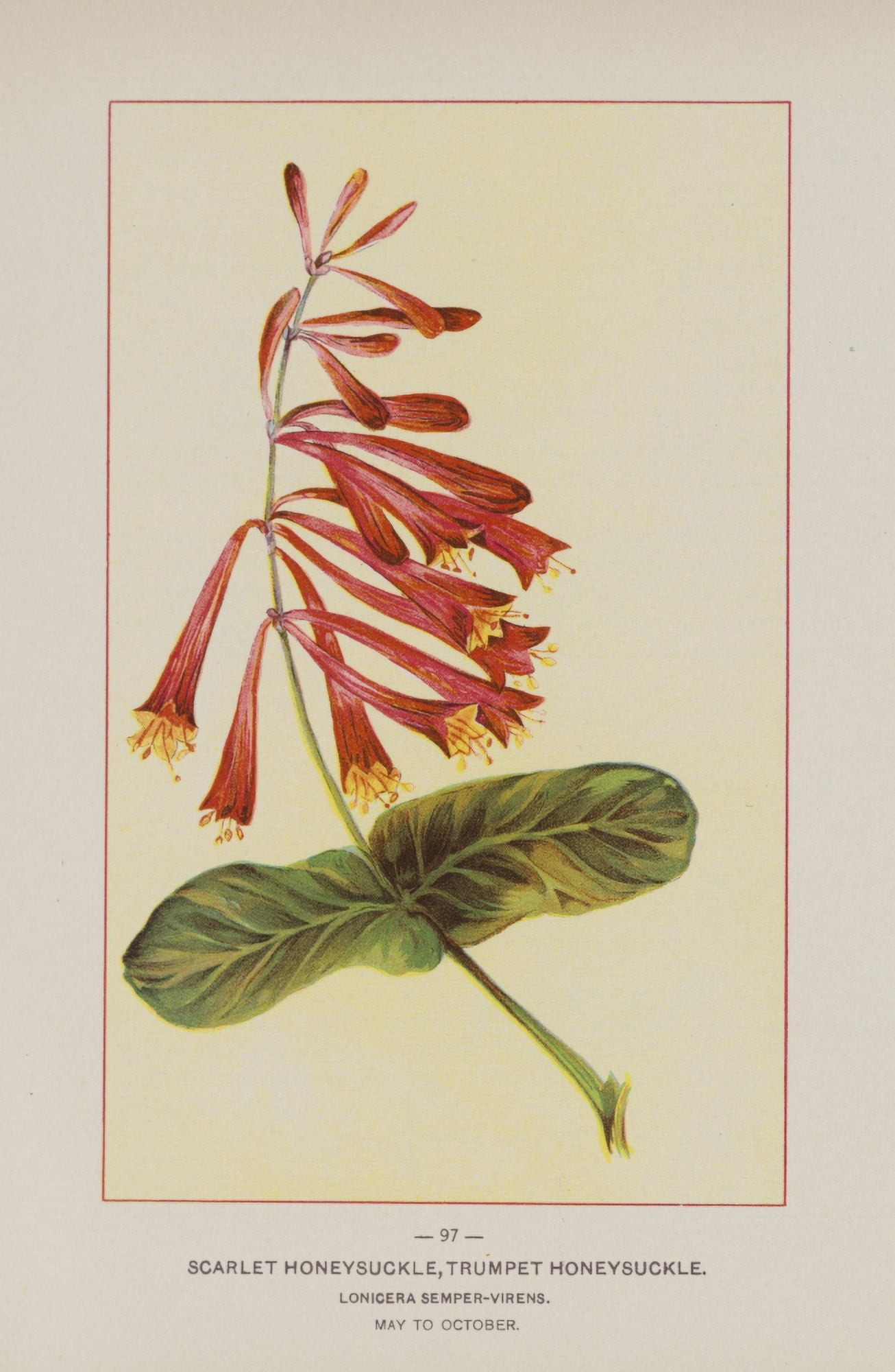 Wild Flowers of America 1894 Scarlet Honeysuckle Canvas Art - Unknown (18 x 24)