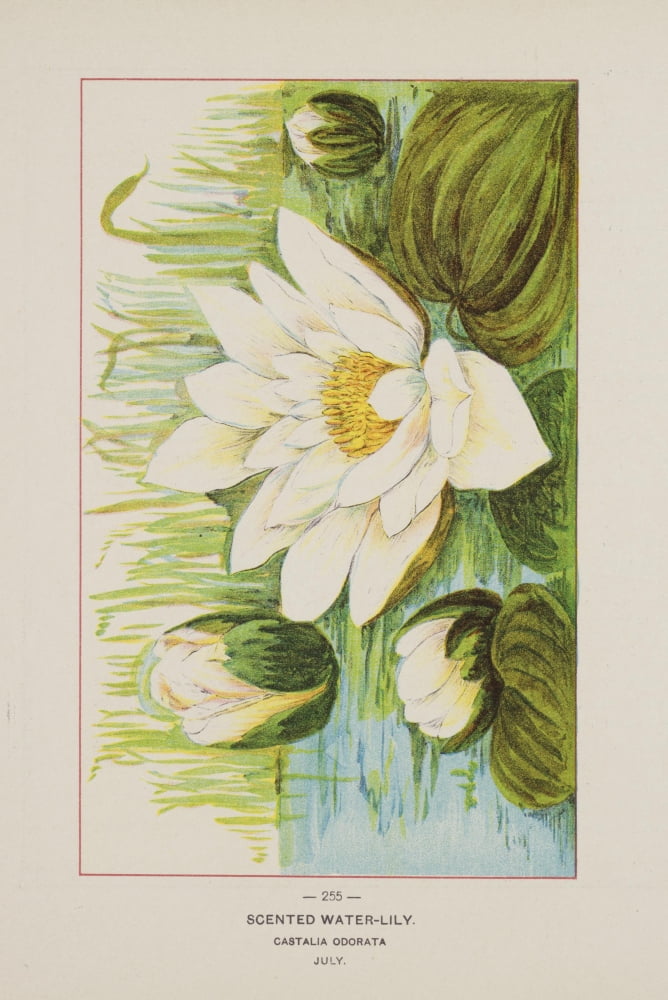 Wild Flowers of America 1894 Scented Water-lily Canvas Art - Unknown (18 x 24)