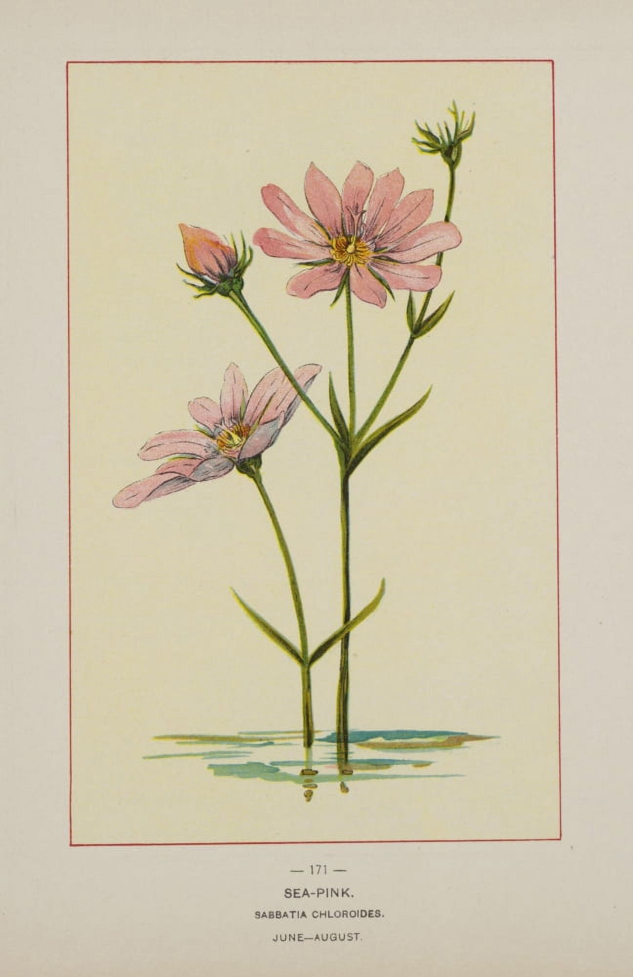 Wild Flowers of America 1894 Sea-pink Canvas Art - Unknown (18 x 24)