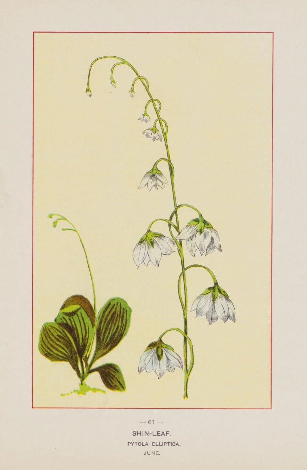 Wild Flowers of America 1894 Shin-leaf Canvas Art - Unknown (18 x 24)