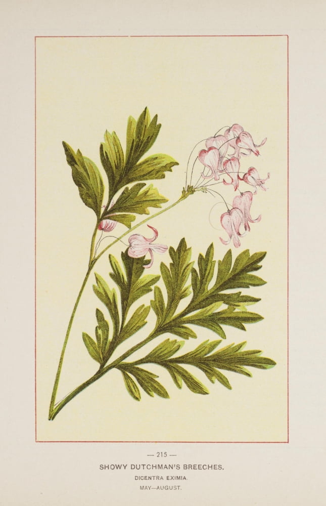 Wild Flowers of America 1894 Showy Dutchmans Breeches Canvas Art - Unknown (18 x 24)