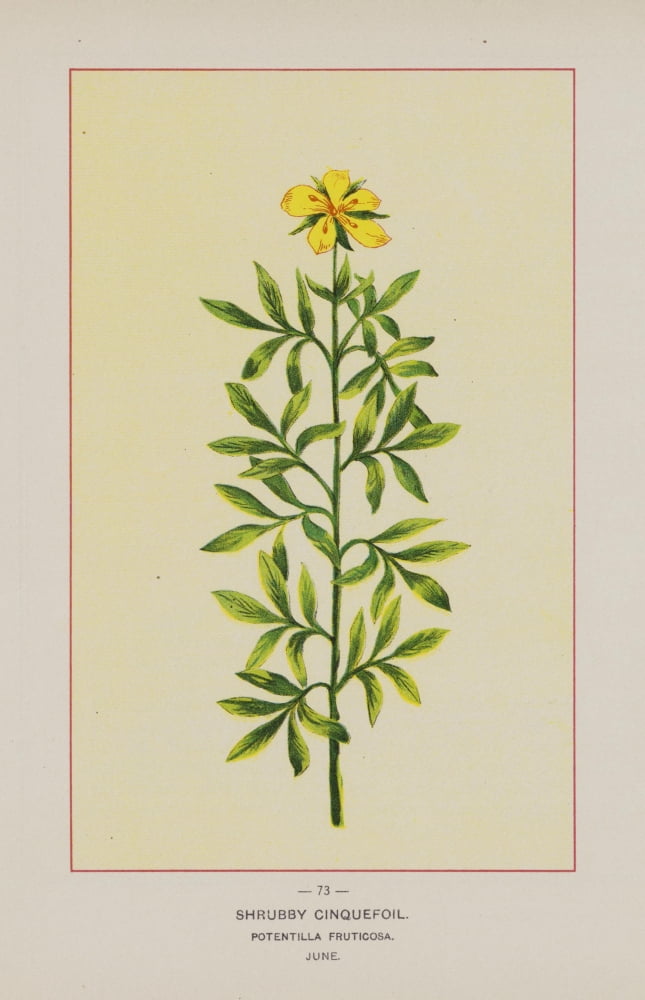 Wild Flowers of America 1894 Shrubby Cinquefoil Canvas Art - Unknown (18 x 24)