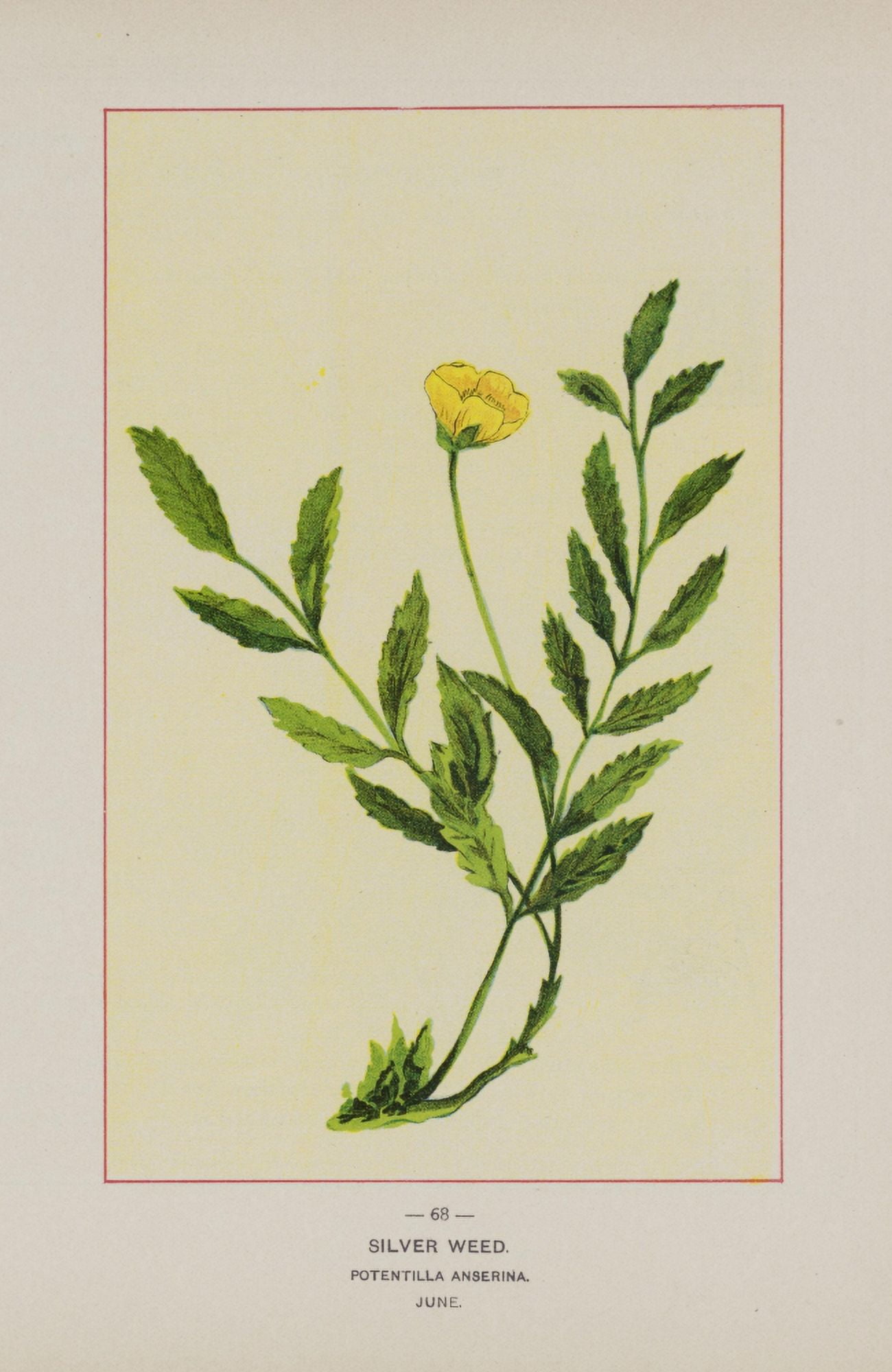Wild Flowers of America 1894 Silver Weed Canvas Art - Unknown (18 x 24)