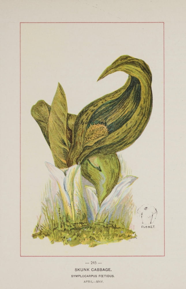 Wild Flowers of America 1894 Skunk Cabbage Canvas Art - Unknown (18 x 24)