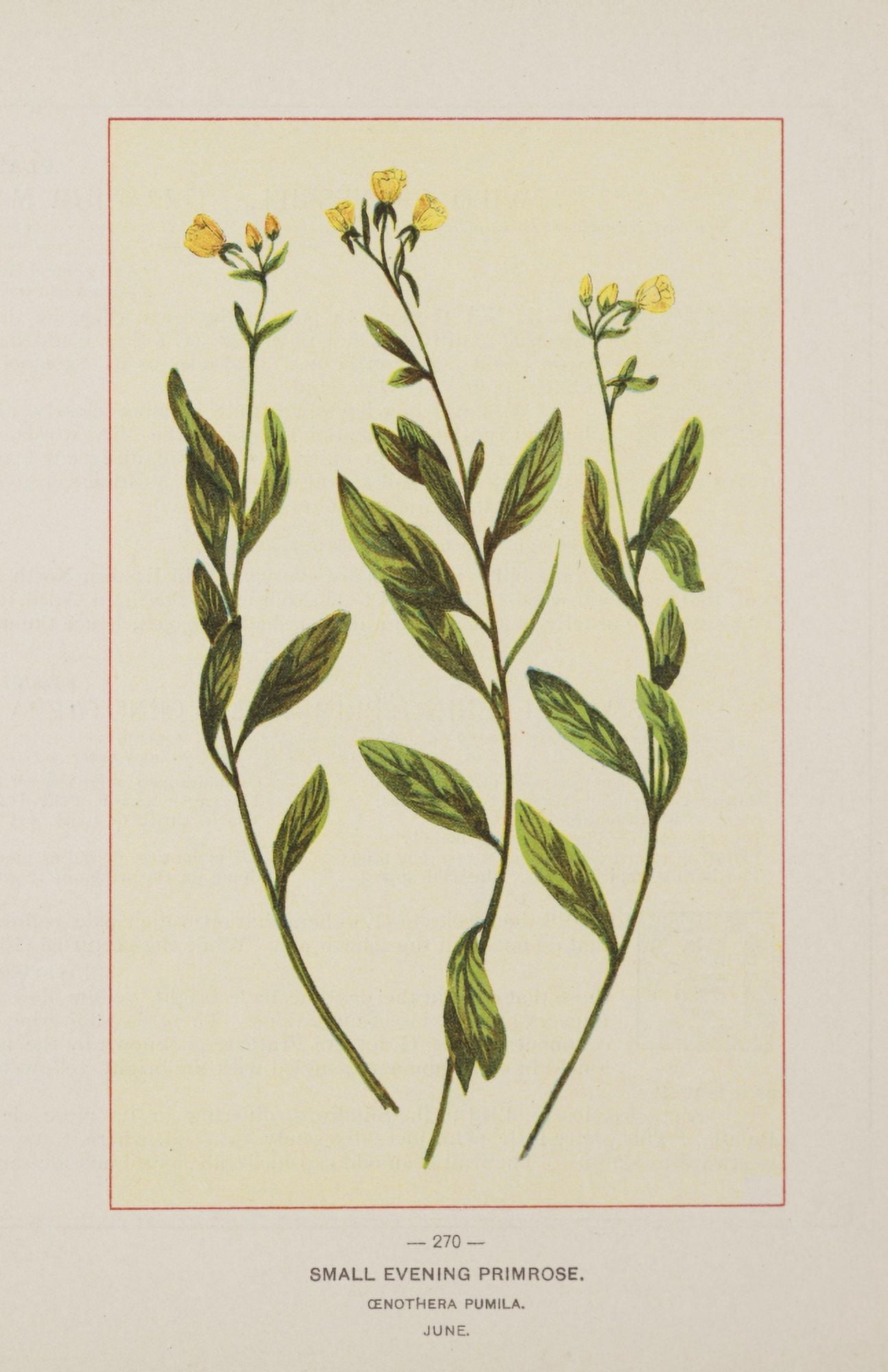 Wild Flowers of America 1894 Small Evening Primrose Canvas Art - Unknown (18 x 24)