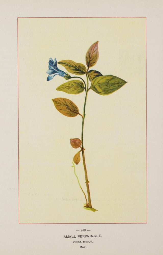 Wild Flowers of America 1894 Small Periwinkle Canvas Art - Unknown (18 x 24)